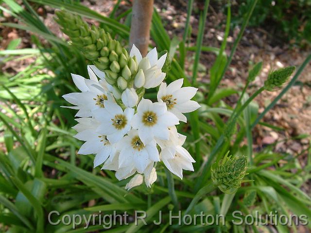 Ornithogalum