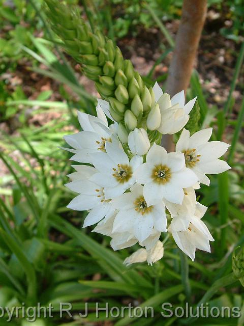 Ornithogalum_2