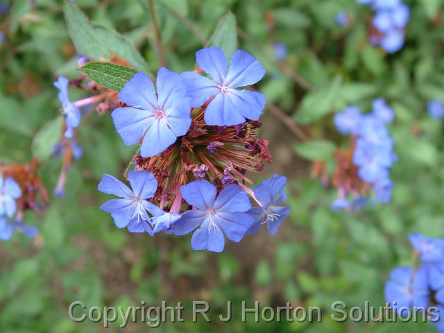 Ceratostigma