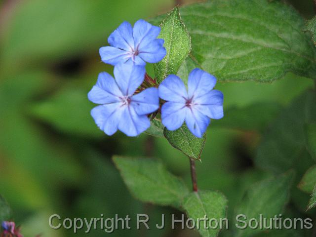 Ceratostigma_1