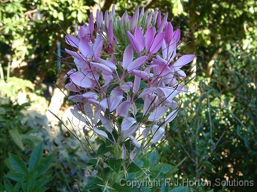 Cleome