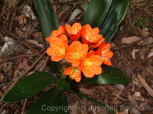 Clivia 