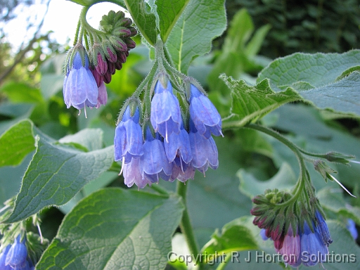 Comfrey_1