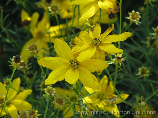 Coreopsis