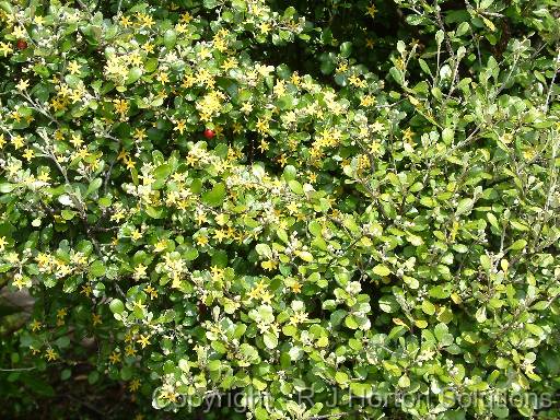 Corokia 