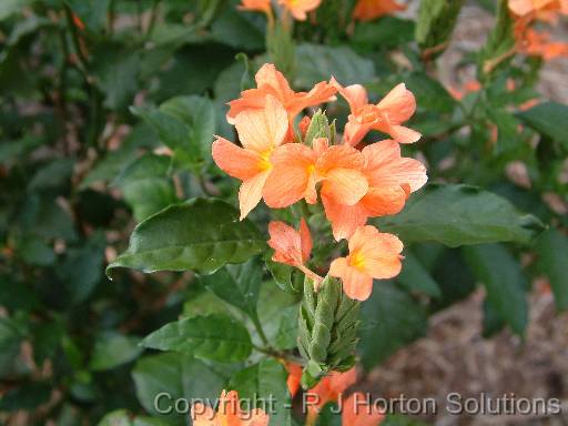 Crossandra 