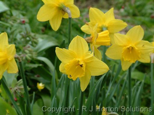 Daffodils 