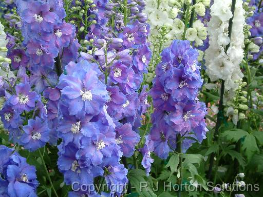 Delphiniums 