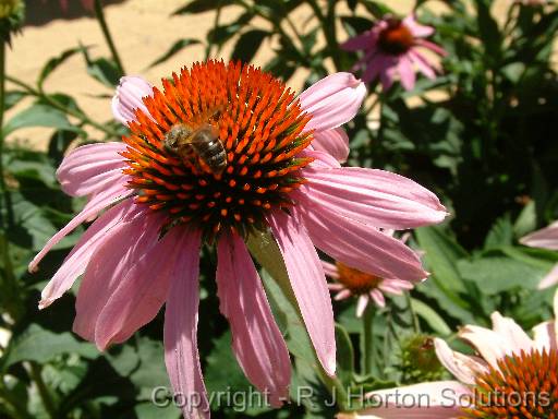 Echinacea 