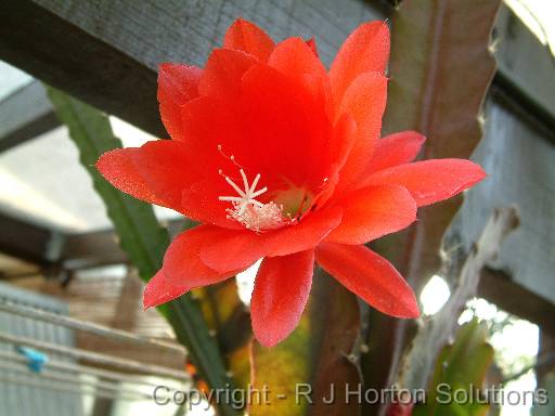 Epiphyllum 