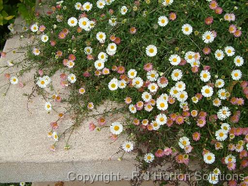 Erigeron 