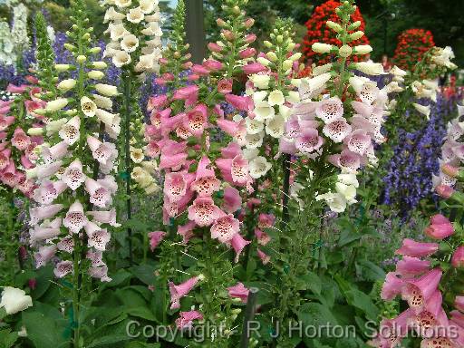 Foxgloves 