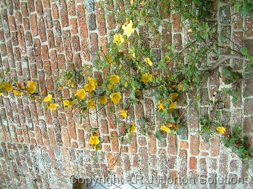 Fremontodendron 