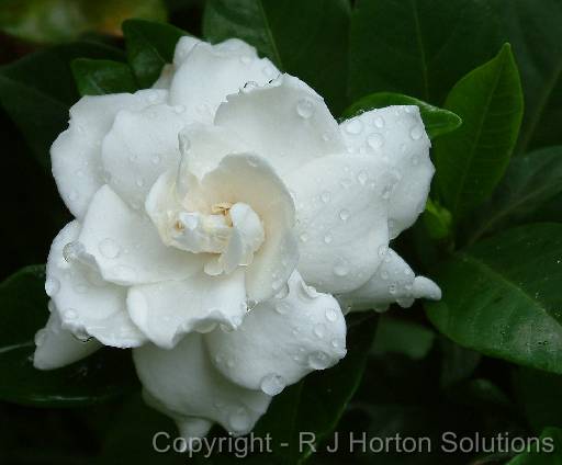 Gardenia 