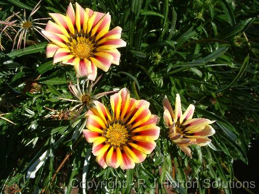 Gazania_striped 