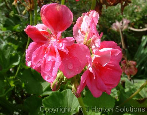 Geranium 