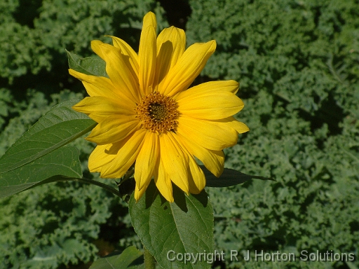 Helianthus