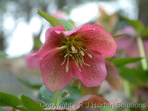 Hellebore 