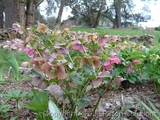 Hellebores 