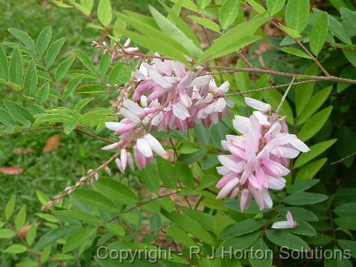 Indigofera 