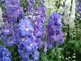 Delphiniums