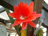 Epiphyllum