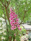 Foxglove 