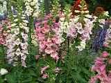 Foxgloves