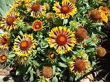 Gaillardia 