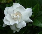 Gardenia 