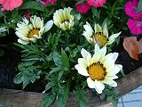 Gazania