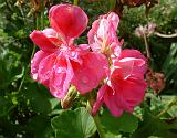 Geranium