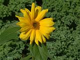 Helianthus 