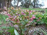 Hellebores