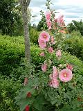 Hollyhock