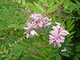 Indigofera