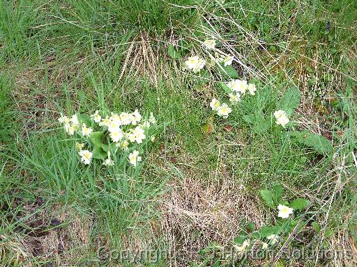 Primroses 