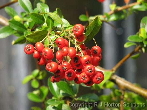 Pyracantha