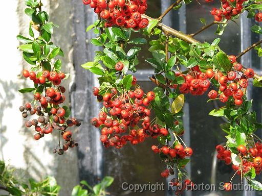 Pyracantha_1