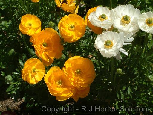 Ranunculus_1 