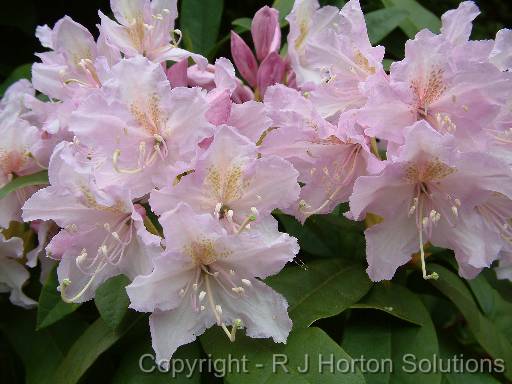 Rhodo_Mauve 