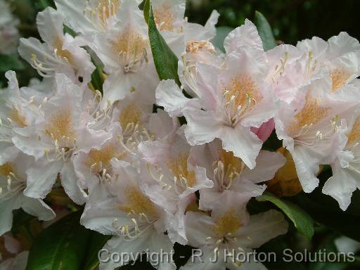 Rhodo_Pale_Pink 