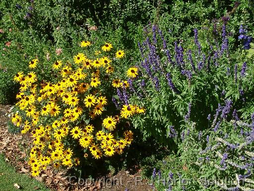 Rudbeckia+bluesalvia 