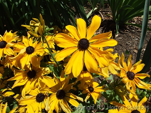 Rudbeckia