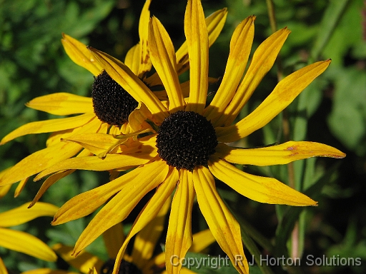 Rudbeckia_1