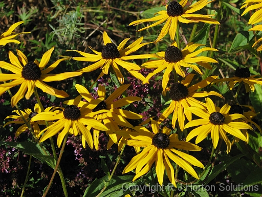 Rudbeckia_2