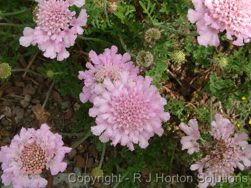 Scabiosa 