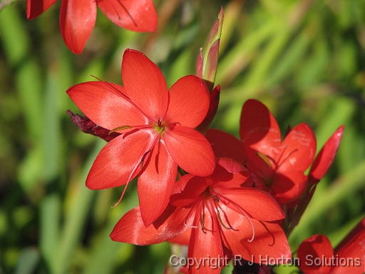 Schizostylis