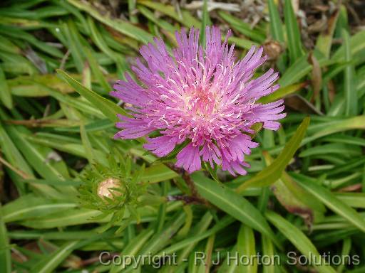 Stokesia 