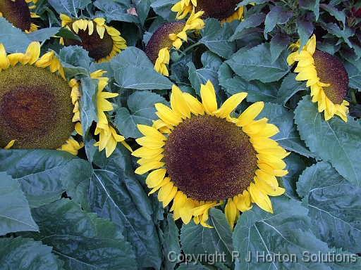 Sunflowers_2